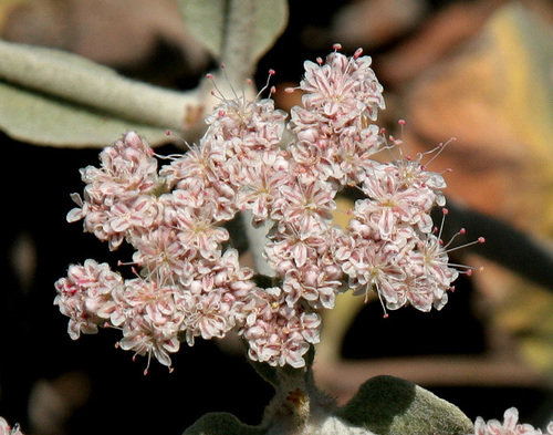 Eriogonum giganteum var. compactum