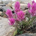 Hayden's Indian Paintbrush - Photo (c) Anthony Culpepper, all rights reserved, uploaded by Anthony Culpepper