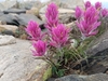 Hayden's Indian Paintbrush - Photo (c) Anthony Culpepper, all rights reserved, uploaded by Anthony Culpepper