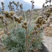 Alpine Sagebrush - Photo (c) Anthony Culpepper, all rights reserved, uploaded by Anthony Culpepper