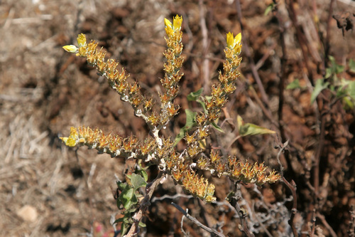 Santa Barbara Live-for-ever