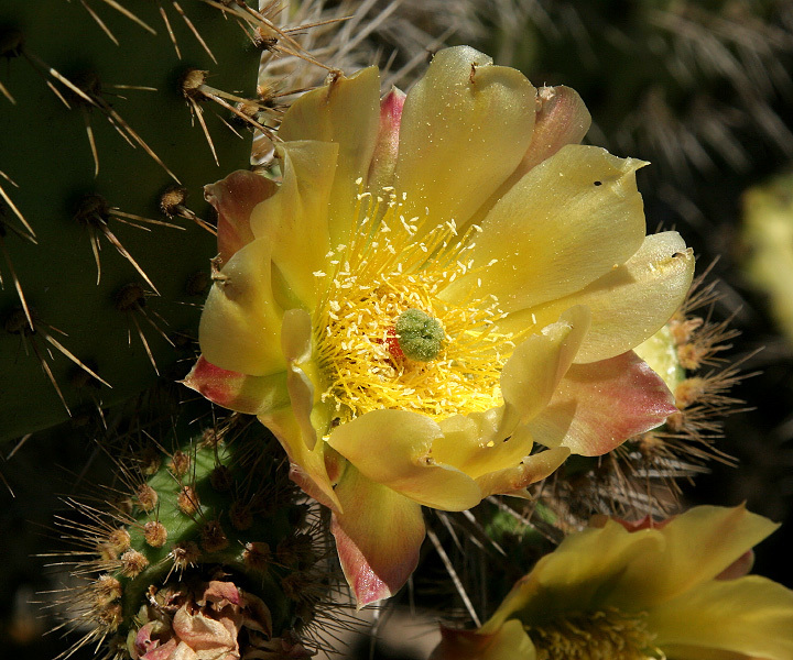 Chaparral Pricklypear from Santa Barbara Island, Santa Barbara, CA on ...