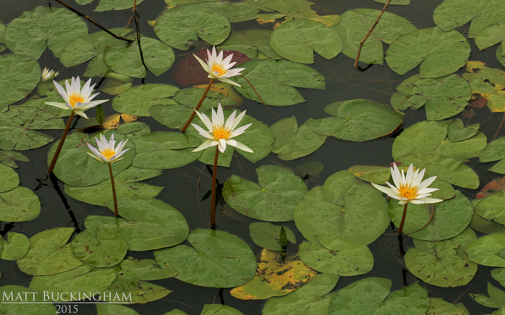 Cabeza De Negro Nymphaea Elegans Naturalista Co