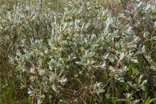 Salix brachycarpa var. brachycarpa
