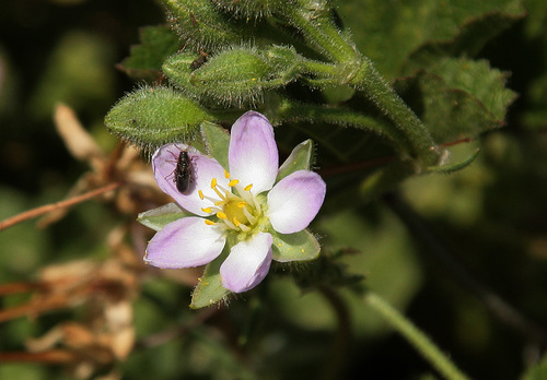 Spergularia macrotheca var. macrotheca