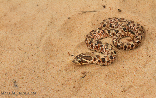 Plains Hognose Snake