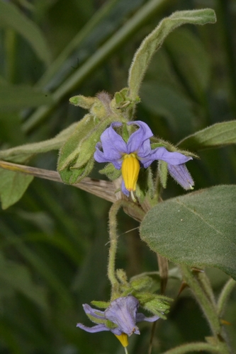 Solanum megalonyx
