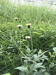 Tridax procumbens image