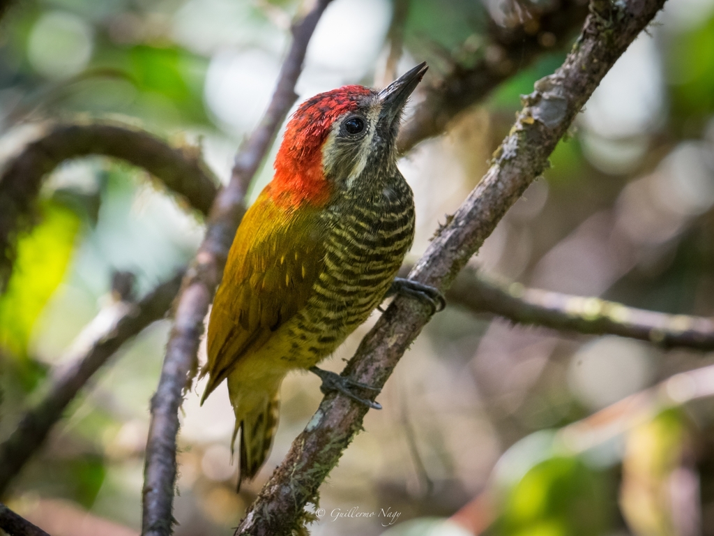 Yellow-vented Woodpecker photo