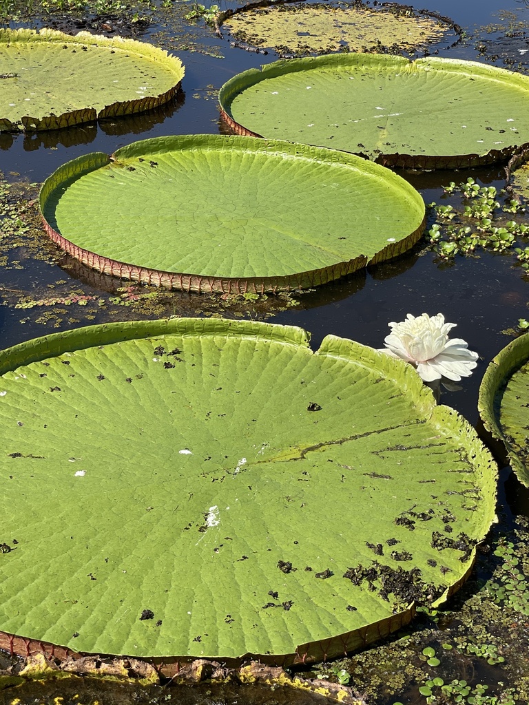 Giant Waterlilies - Photo (c) kcarrol2, all rights reserved, uploaded by kcarrol2
