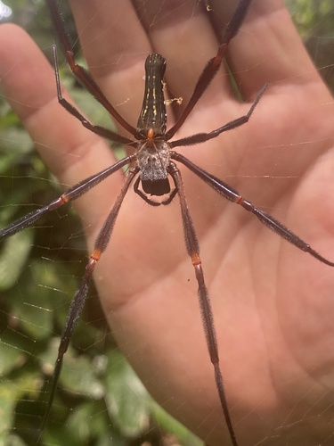 Nephila constricta