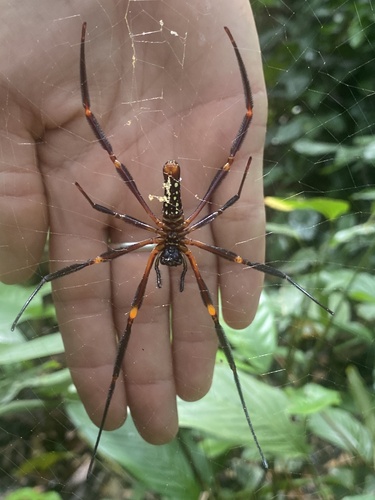 Nephila constricta