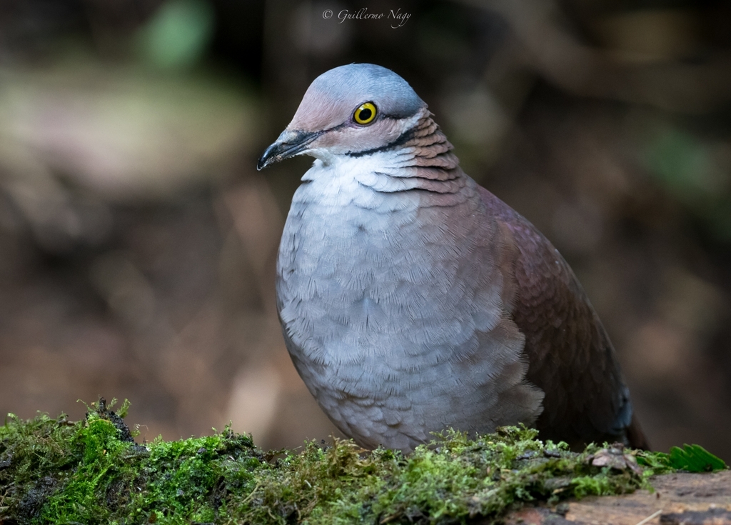 pigeon1181さま✨ Zentrygon Quail-Doves (Genus Zentrygon) · iNaturalist