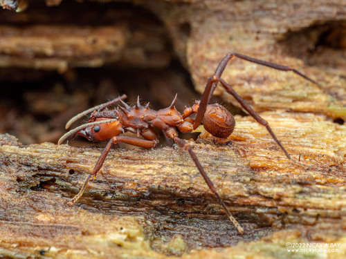 Acromyrmex hystrixAcromyrmex hystrix