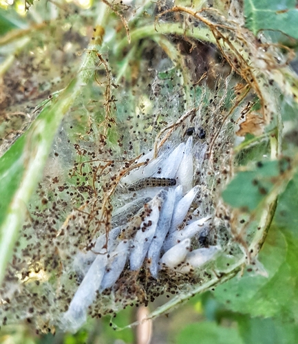 Obelinė kandis nuotrauka