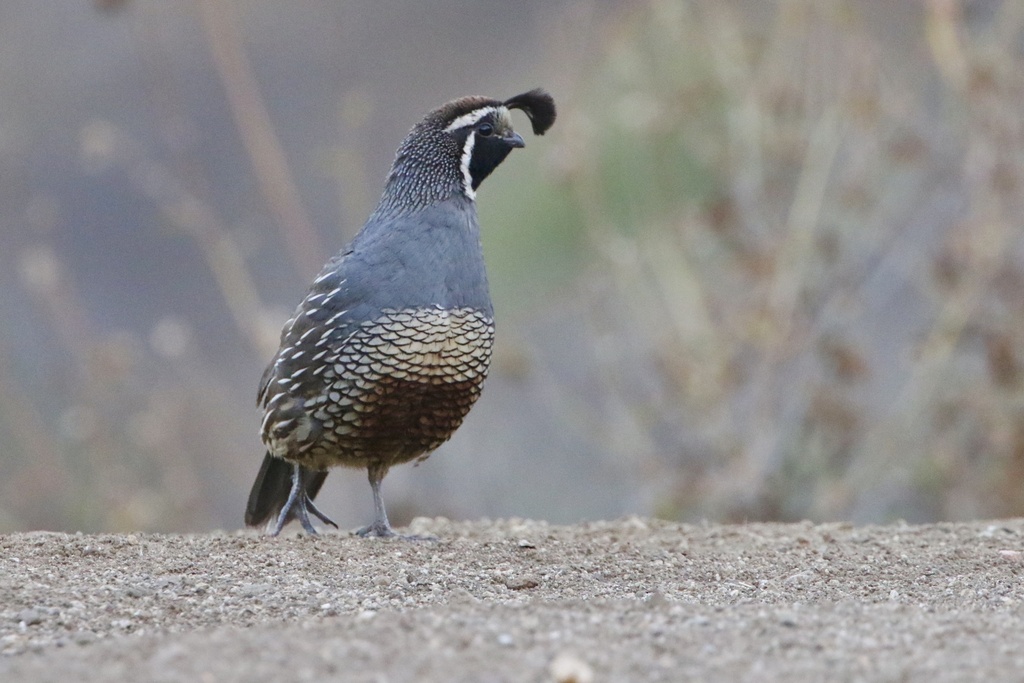 California Quail from Griffith Park, Los Angeles, CA, US on June 23