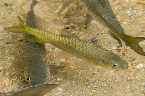 Poropuntius normani · iNaturalist