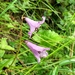 Notholirion macrophyllum - Photo 由 Tenzin DENDUP 所上傳的 (c) Tenzin DENDUP，保留所有權利