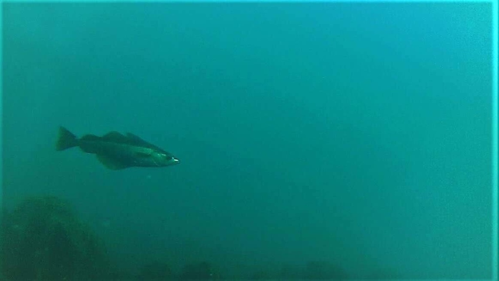 Coalfish