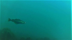 Coalfish