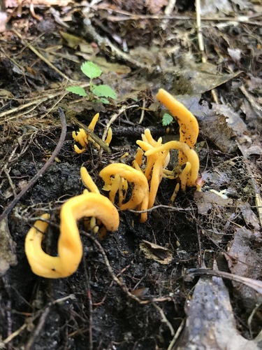 Orange Spindle