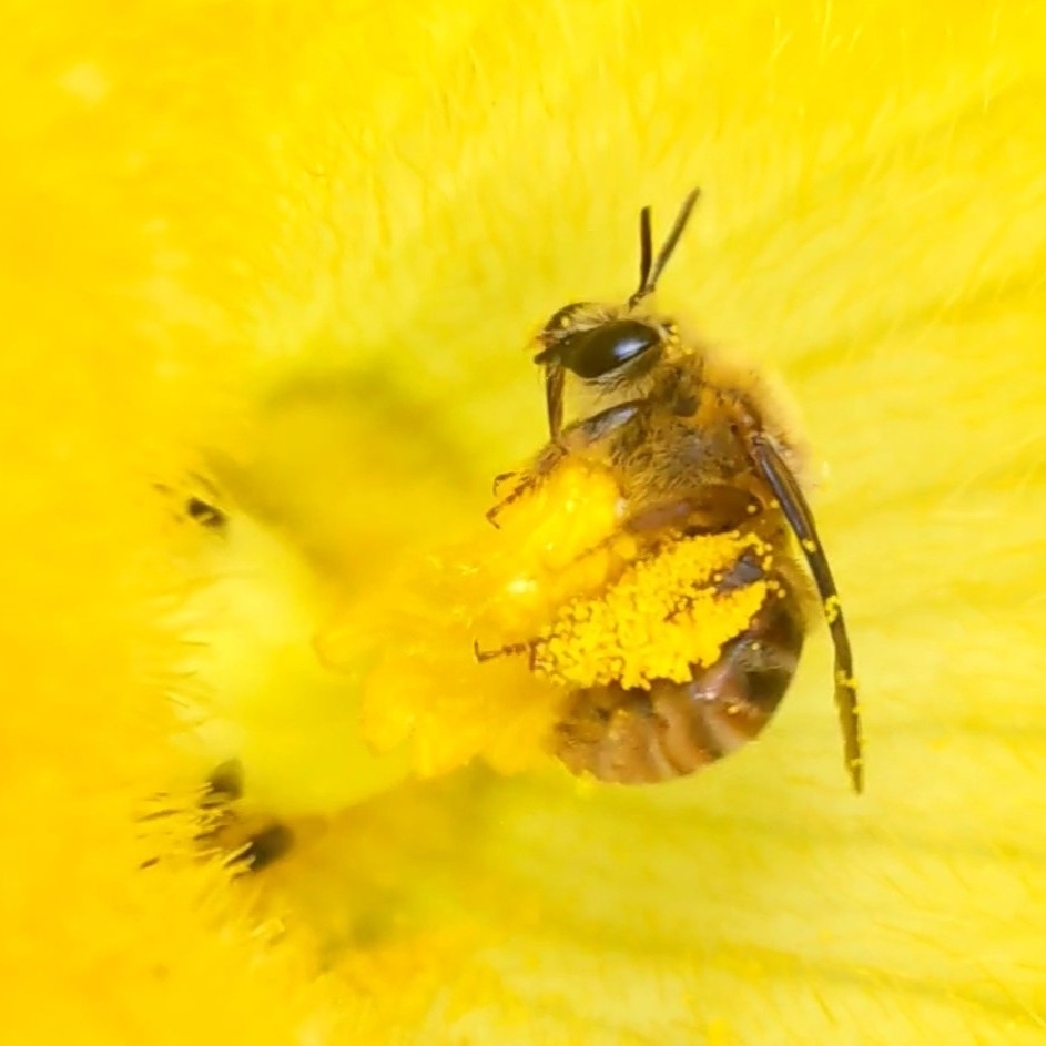 Pruinose Squash Bee from Glendora on June 21, 2022 at 0928 AM by