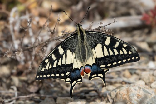 Papilio machaon