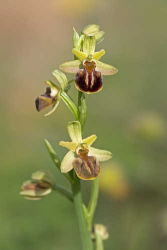 Ophrys sphegodes grammica