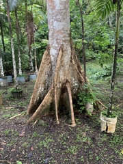 Sterculia apetala image