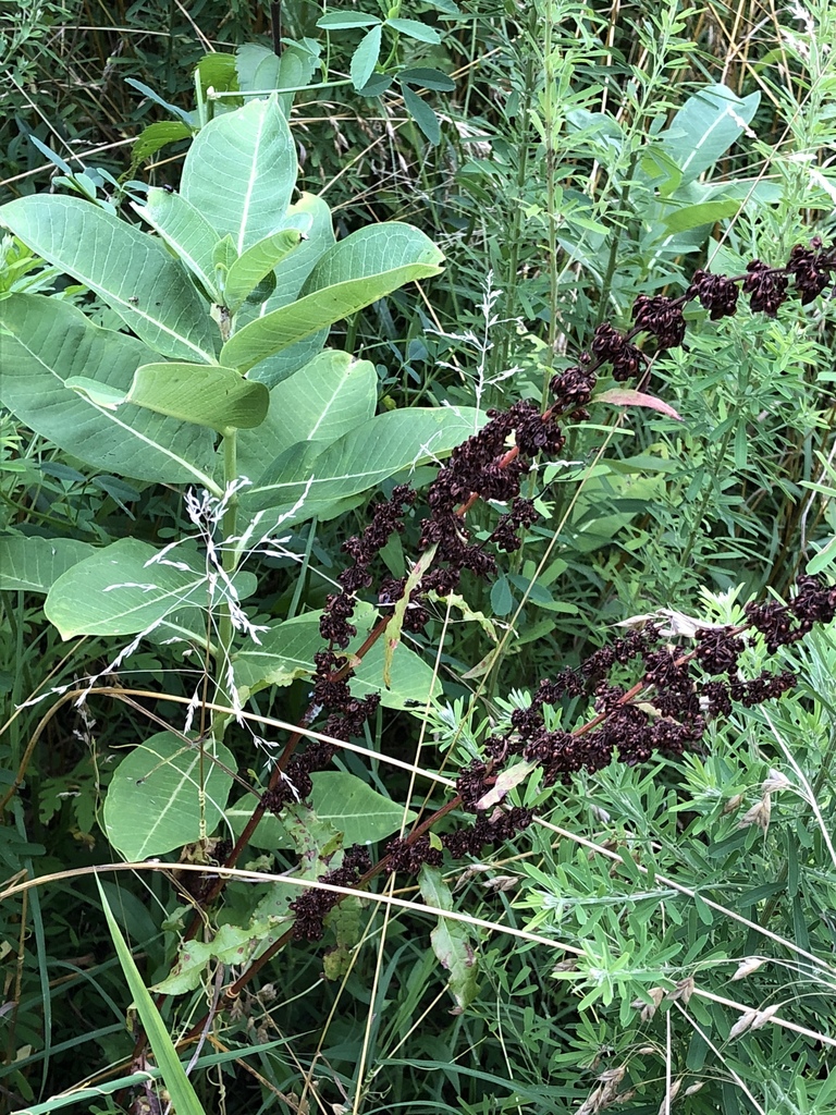 common-milkweed-from-national-institutes-of-health-bethesda-md-us-on