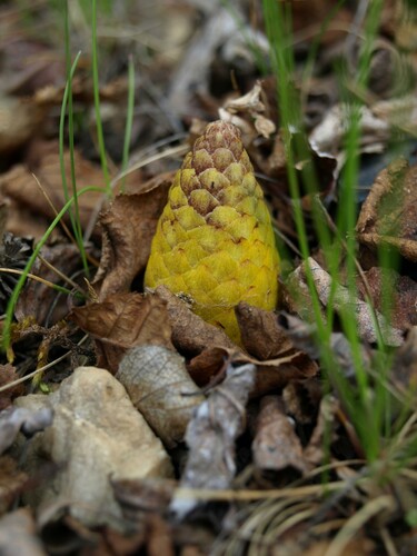 Northern Groundcone
