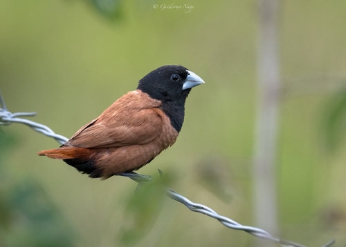 Chestnut Munia