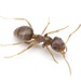 Turfgrass Ant - Photo (c) Aaron Stoll, all rights reserved, uploaded by Aaron Stoll
