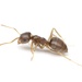 Lasius - Photo (c) Aaron Stoll, all rights reserved, uploaded by Aaron Stoll