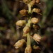 Aletris formosana - Photo (c) yongzhe, all rights reserved, uploaded by yongzhe
