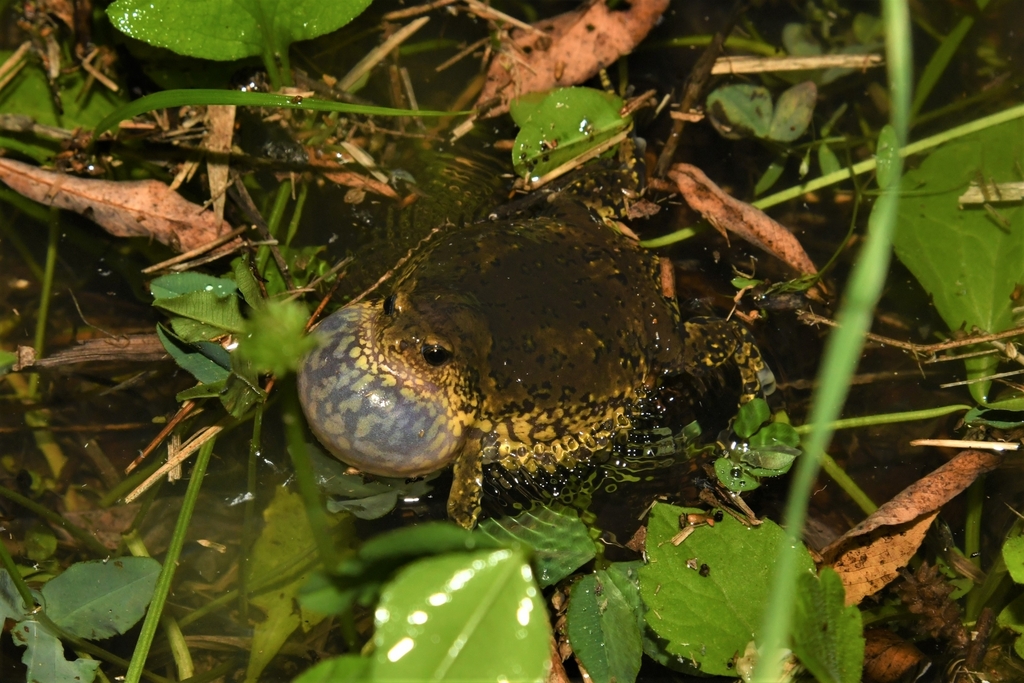 Boreal Digging Frog (Kaloula borealis)