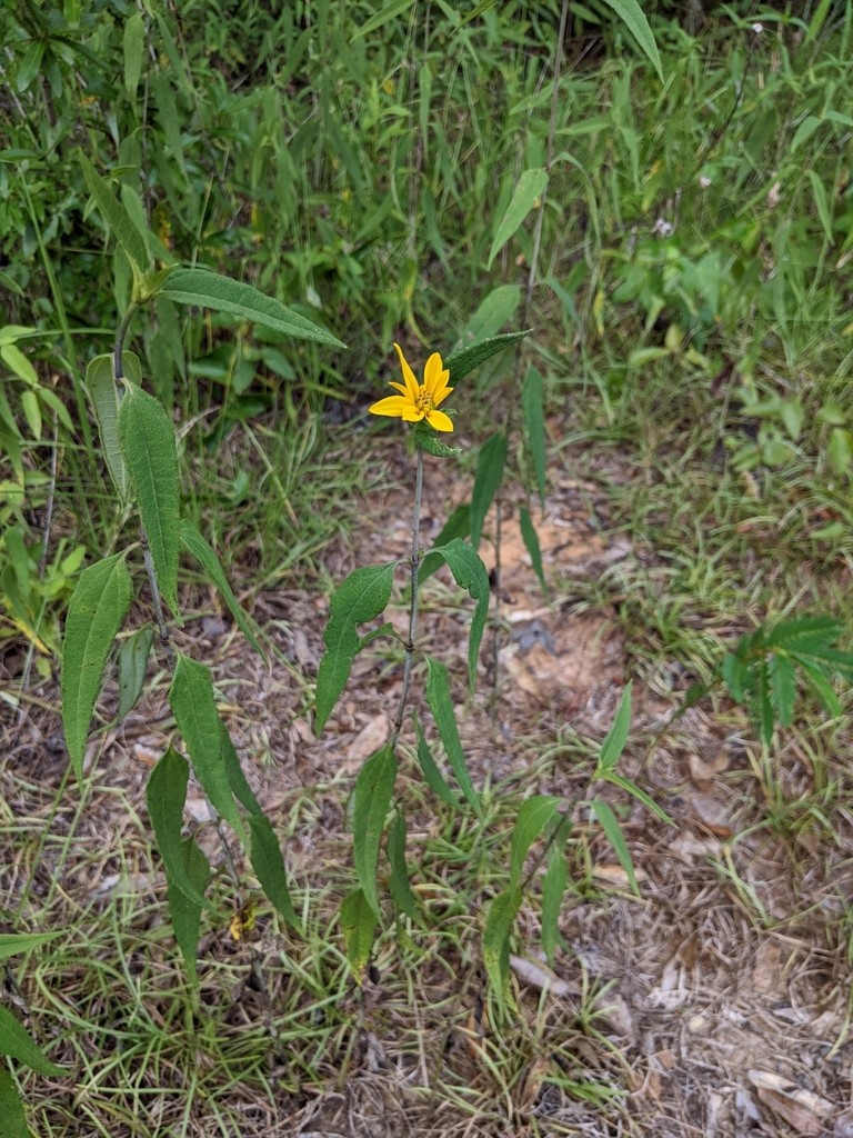 sunflowers from GlenviewPinegrove, Tallahassee, FL 32303, USA on June