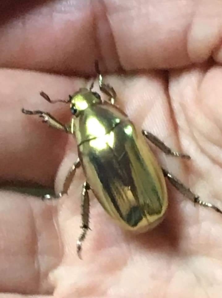 Golden Jewel Scarab (Chrysina resplendens) · iNaturalist