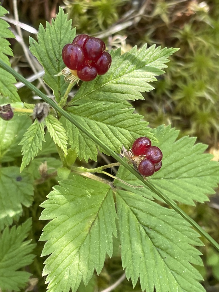 dwarf raspberry from Luther Marsh, Grand Valley, ON, CA on June 23 ...