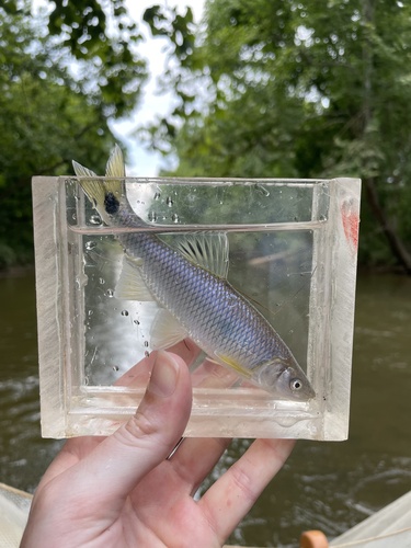Slender Blacktail Shiner