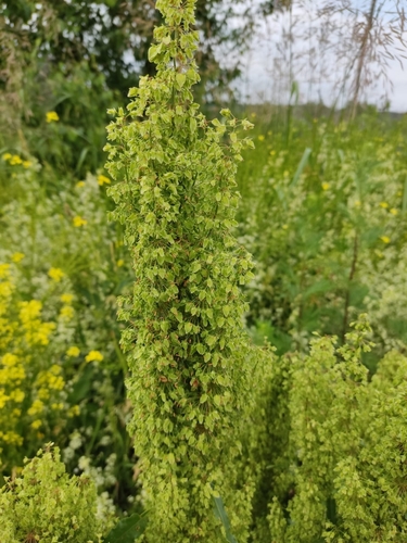 Tankiažiedė rūgštynė nuotrauka