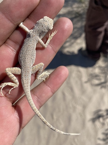 Fringe-toed Sand Lizard
