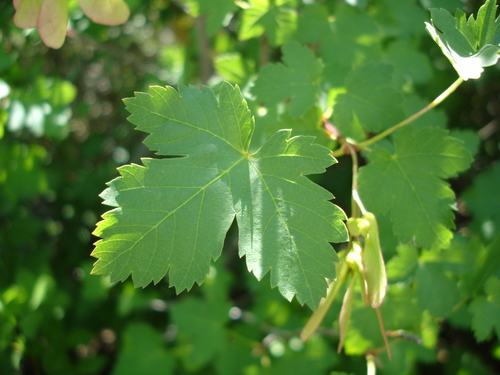 Rocky Mountain maple