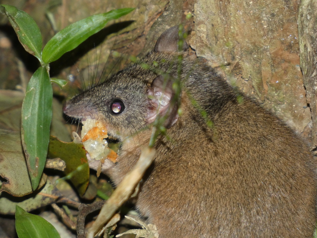 Buff-footed Antechinus from Mount Mee QLD 4521, Australia on June 21 ...