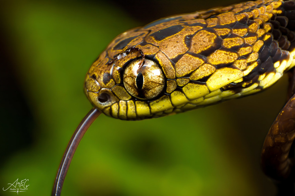 Algumas serpentes conhecidas como jararacas. Dipsas catesbyi (A).