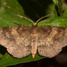Metarranthis angularia - Photo (c) Timothy Reichard, όλα τα δικαιώματα διατηρούνται, uploaded by Timothy Reichard