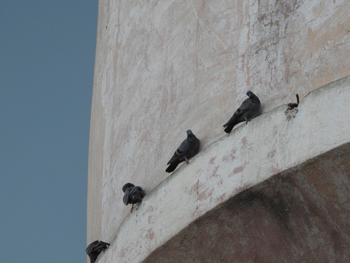 Feral Pigeon