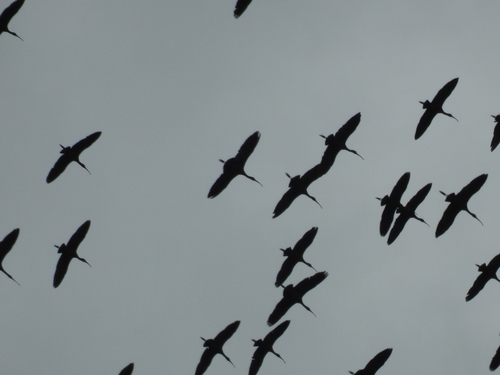 Glossy Ibis
