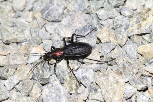 Subspecies Carabus gehinii sapporensis · iNaturalist