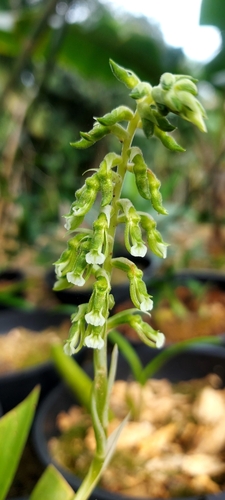 Cyclopogon congestus